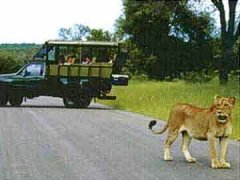 Lion Safari